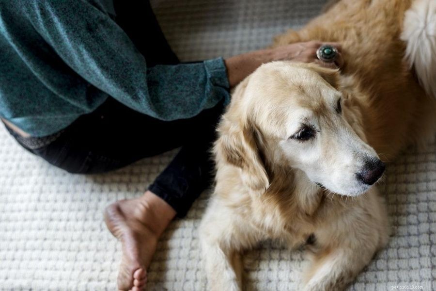 6 dicas para encontrar comunidades de idosos que aceitam animais de estimação