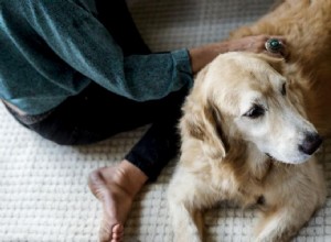 6 ключей к поиску сообществ пожилых людей, где разрешено проживание с домашними животными