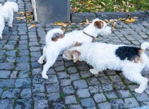 Comment présenter mon chien à un nouveau chien ?