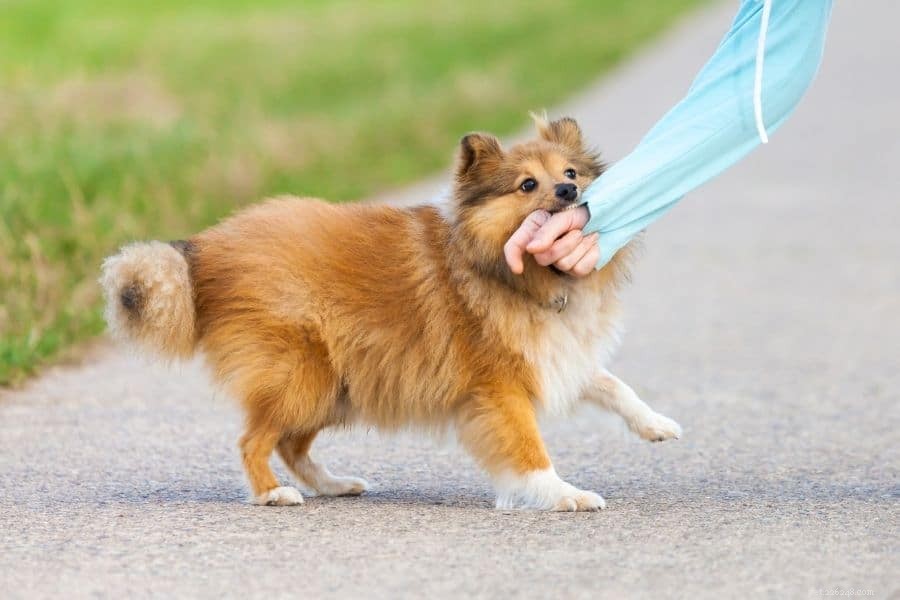 Intervento di addestramento per cani reattivi