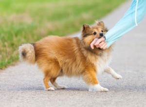 Výcviková intervence pro reaktivní psy