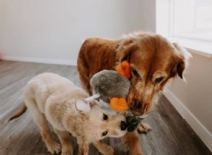 Tolérance des chiens âgés avec les chiots