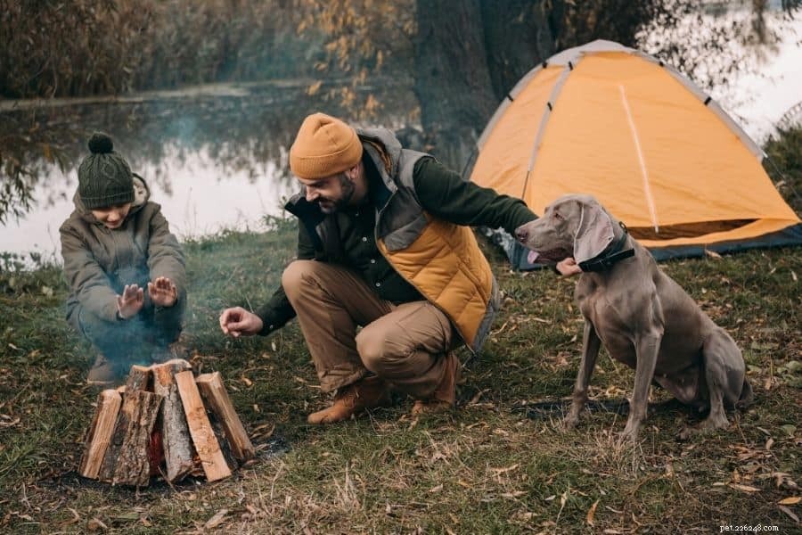Camping med hundar