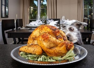 休暇中のペットのための健康的な人間の食べ物 