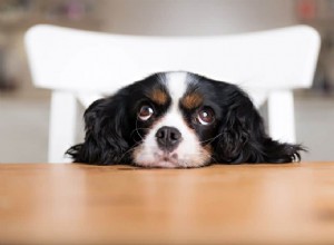 Manieren om een ​​hond met constipatie te helpen