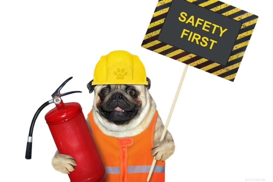 La sécurité incendie domestique et vos animaux de compagnie