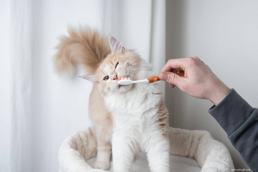Mantenere puliti i denti del tuo gatto