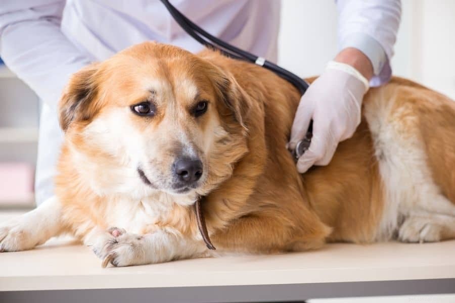 Symptomen van diabetes bij honden