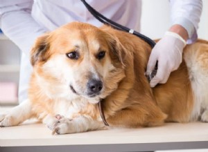 Příznaky diabetu u psů