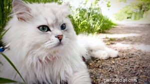 Top 10 populairste kattenrassen voor gezinnen