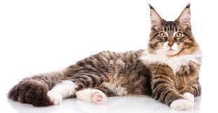 Top 10 populairste kattenrassen voor gezinnen