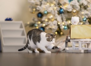 고양이와 사람을 위한 독특하고 멋지고 멋진 선물 25가지