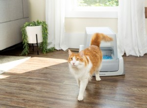 7 лучших способов борьбы с запахом из кошачьего туалета