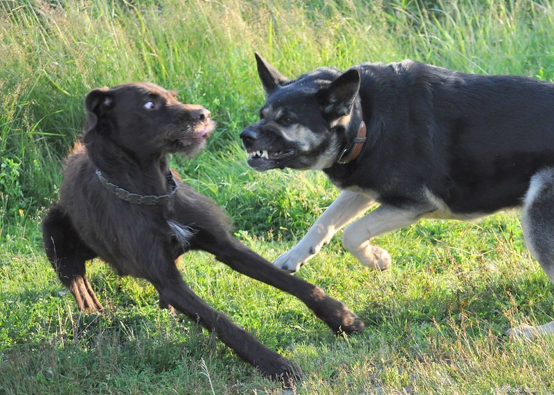 Hundar är aggressiva, icke-aggressiva hundar är bara relativa