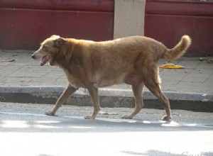 E se o cachorro for muito gordo? Apresse-se e aceite este guia completo para cães perderem peso!