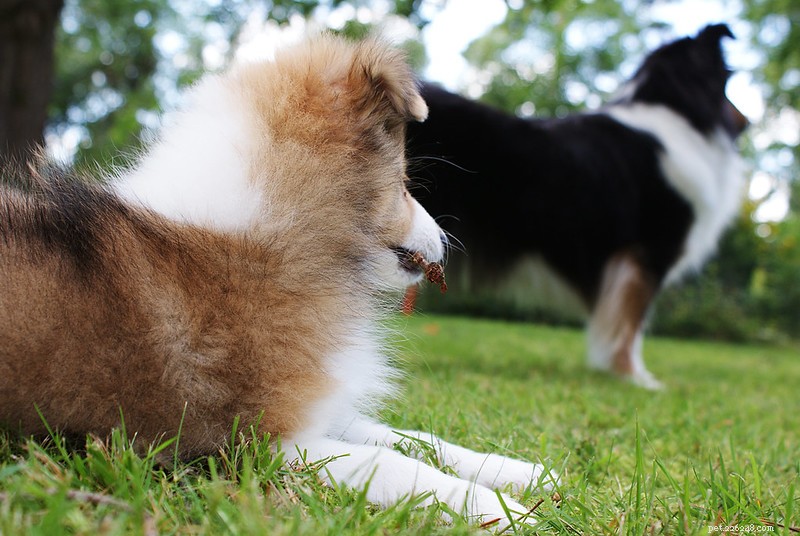 犬の匂いが悪いのですが、どうですか？それを完全に解決するための5つの小さな方法 