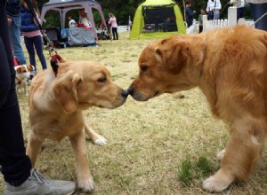 Little Golden Retriever conhecimento comum