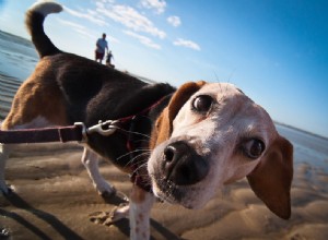 犬を飼うことについての6つの小さな知識 