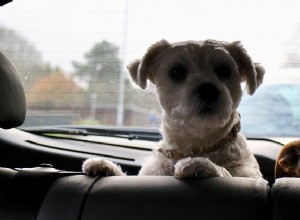 O que devo fazer se o cão tiver enjoo?