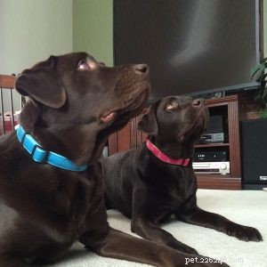 Fabriksleverantörer för hundhalsband:Hur väljer man ett halsband för dina hundar-QQpets?