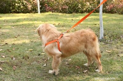 Hondentuig Factory:hoe een hondentuig voor honden correct te gebruiken-QQpets?