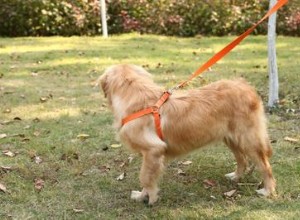 Dog Harness Factory：犬用の犬用ハーネスを正しく使用する方法-QQpets？