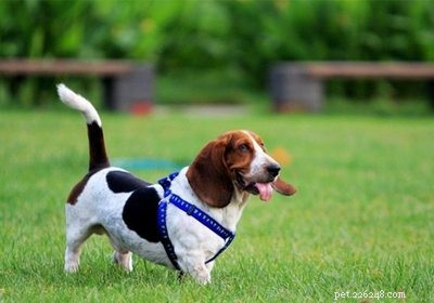 Usine de harnais pour chien :comment utiliser correctement le harnais pour chien pour chiens-QQpets ?