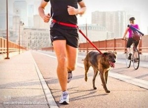 Trela ​​de cachorro de corrida:O que é trela de cachorro de corrida-QQpets? 