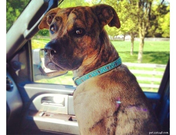 Tela de cachorro de segurança de assento de carro:O que é trela de cachorro de segurança de assento de carro-QQpets?