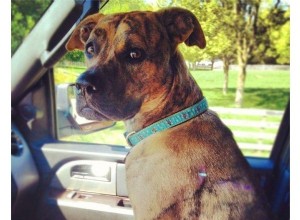 Bezpečnostní vodítko pro psa v autosedačce:Co je to bezpečnostní vodítko pro psa v autosedačce-QQpets?