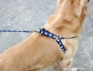 Fournitures d usine de harnais pour chien :Qu est-ce qu un harnais pour chien fait de -QQpets ?
