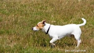 Leveranciers van hondenhalsbanden:is het nodig om honden te voorzien van een hondenhalsbandharnas-qqpets?