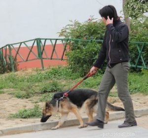 Leveranciers van hondenhalsbanden:is het nodig om honden te voorzien van een hondenhalsbandharnas-qqpets?
