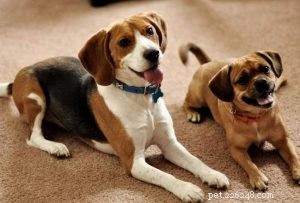 Dodavatelé postrojů na obojky pro psy:Je nutné mít psy s postrojem na obojek-qqpets?