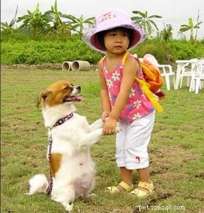 Produttore di collari e guinzagli per cani:come portare a spasso un cane correttamente-qqpets?