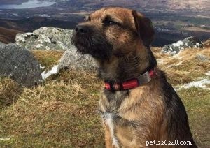 Fournisseurs uniques de colliers pour chiens :comment récupérer un chien perdu ?-QQpets