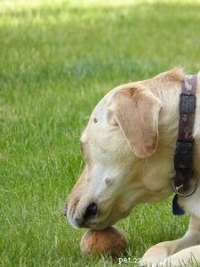 犬用首輪工場：犬用ハーネスは犬用首輪-qqpetsよりも優れていますか？ 