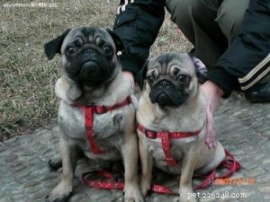 Hondenhalsbanden Fabriek Groothandel:Hoe honden buiten veilig te houden-QQpets?
