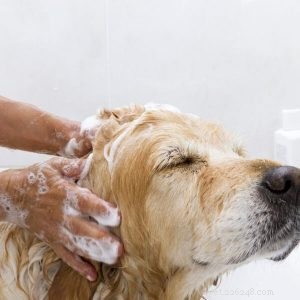 당신의 강아지가 이상한 냄새를 맡습니까? 건강 상태를 확인할 수 있는 세 곳-qqpets