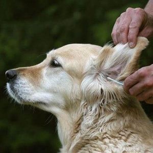 От вашей собаки исходит необычный запах? Три места для проверки работоспособности-qqpets