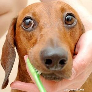 당신의 강아지가 이상한 냄새를 맡습니까? 건강 상태를 확인할 수 있는 세 곳-qqpets