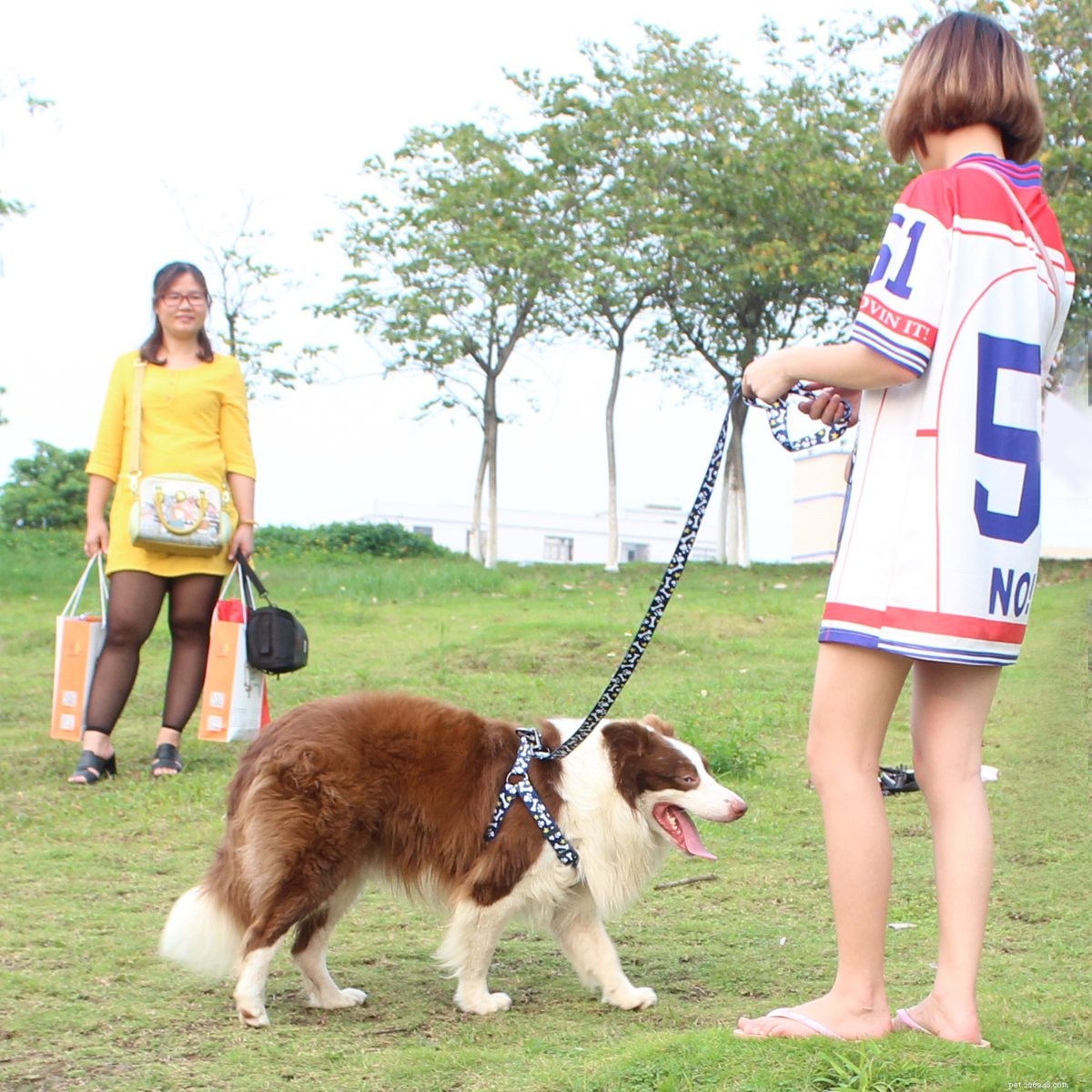 Imbracatura per cani:come indossare correttamente una pettorina per il tuo cane?-qqpets