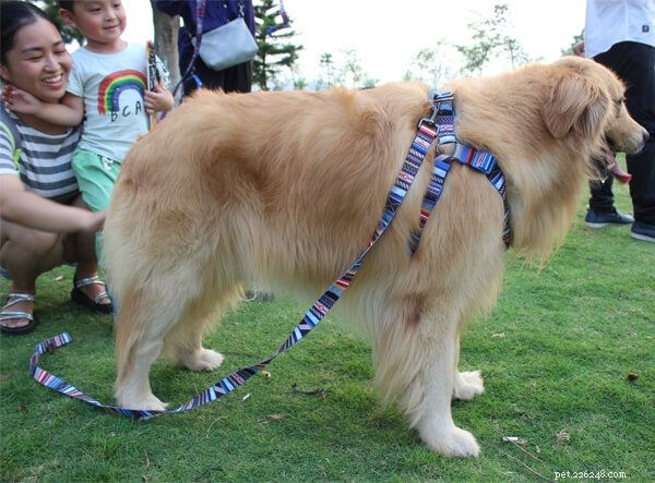 Dog Collar&Leash:Play With Our Best Four-Legs Friends Safely-qqpets