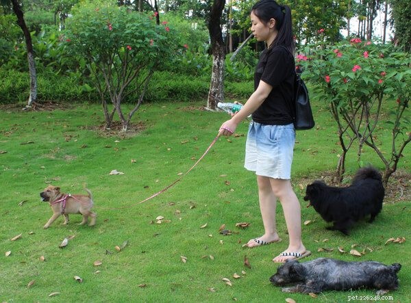 Coleira e coleira de cachorro:brinque com nossos melhores amigos de quatro patas com segurança-qqpets