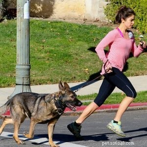 Running Dog Leashes Factory :Courez-vous avec vos chiens-qqpets ?