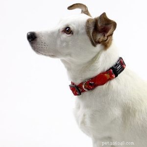 犬用首輪サプライヤー：あなたのペットをパーソナライズされたペットの首輪にしますか？ 