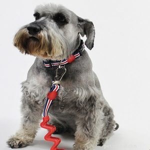 Fornitore di collari per cani:renderai il tuo animale domestico un collare personalizzato?
