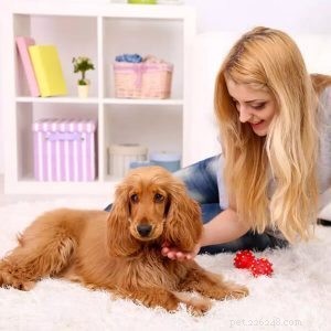 Dodavatel obojků pro psy:Uděláte svému mazlíčkovi personalizovaný obojek?