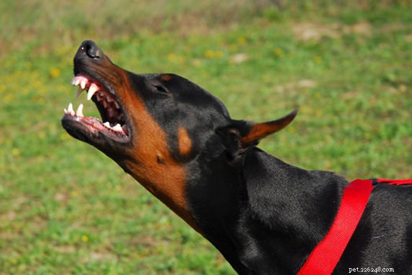 Rastip:weet jij de taal van je hond?-QQ pets halsbandenfabriek
