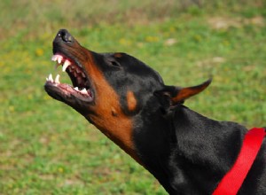 Dica de raça:você sabe o que seus cães falam?-QQ fábrica de coleiras para animais de estimação